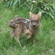 Illustration for article titled Procedural Note: Jezebel Now Worships This Adorable Baby Deer As a God